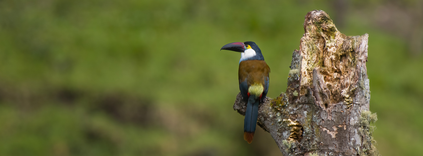 Birding Paradise Colombia