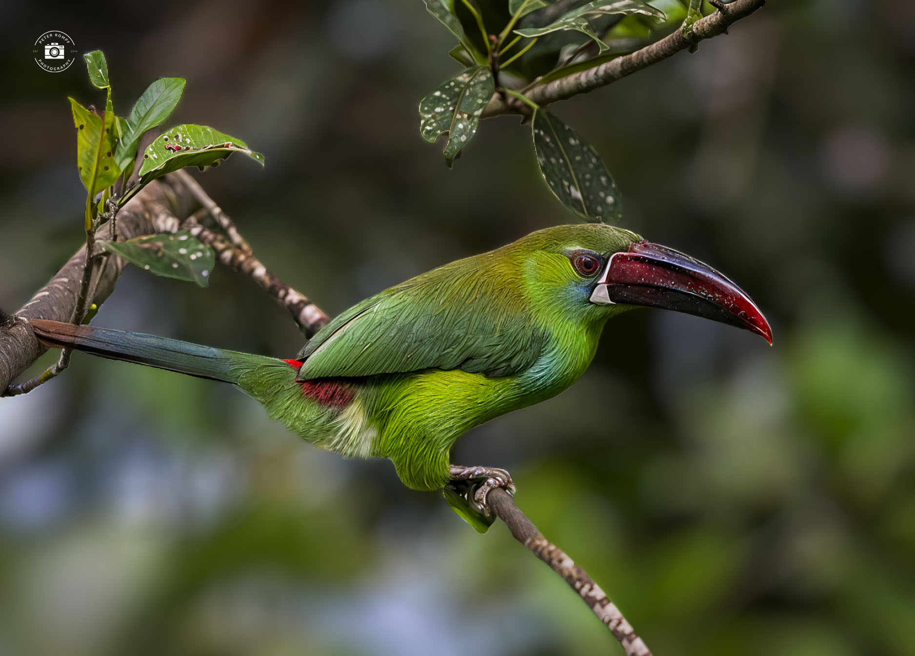 Birding Paradise Colombia